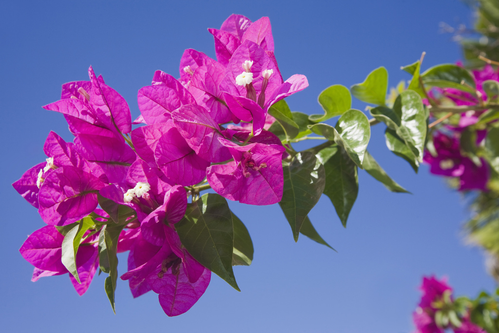 flowers Gran Canaria 3