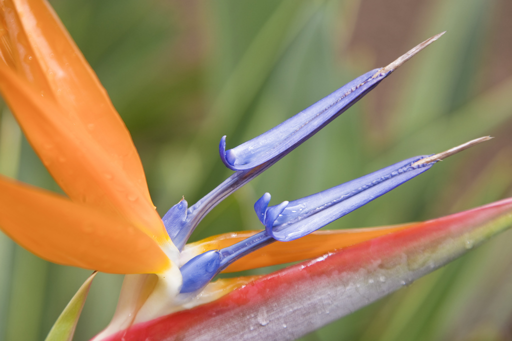 flowers Gran Canaria 4