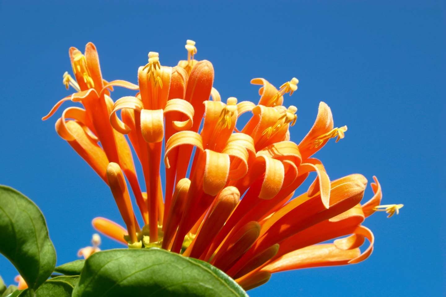 flowers spring gran canaria 027