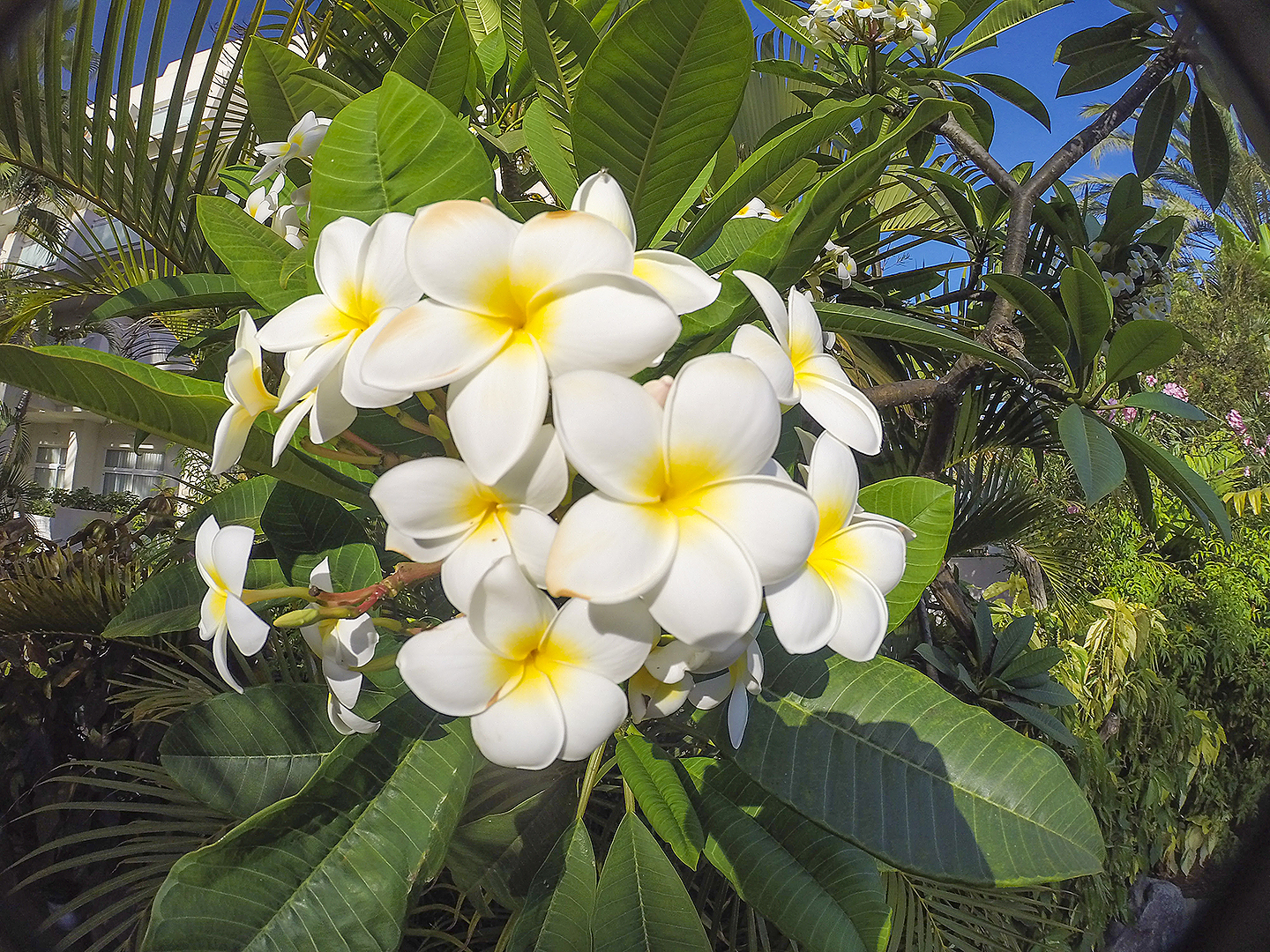 Maspalomas & Tabaiba Princess tropical flowers