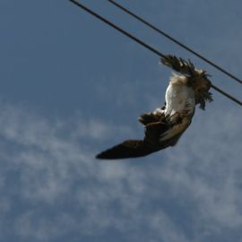 Suicide Seagull