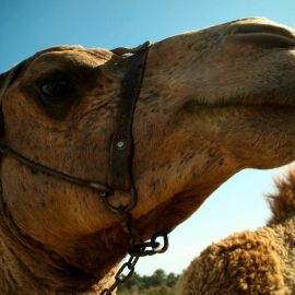 Camel Safari (Maspalomas)