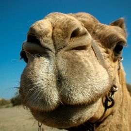 Camel Safari (Maspalomas)