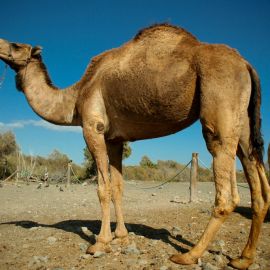 camels-maspalomas-011