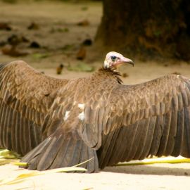 gambia-38