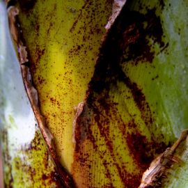 bananas-032