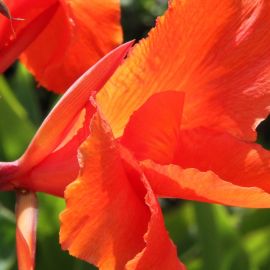 Plants (Flowers)