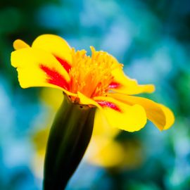 Plants (Flowers)