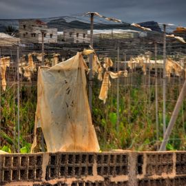 death_of_a_bananafield-009