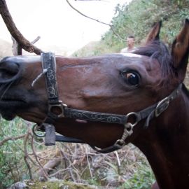 Horse in the Barranco