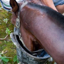 Horse in the Barranco