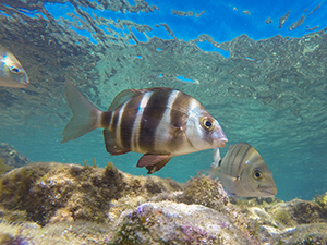 Sargo fish in Gran Canaria