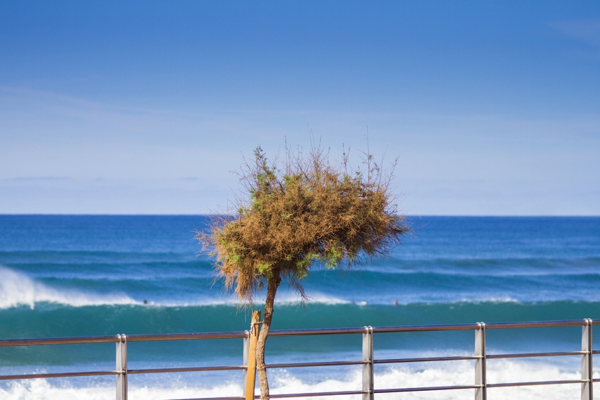 The tamarisks at La Cicer are becoming icons of Las Palmas city